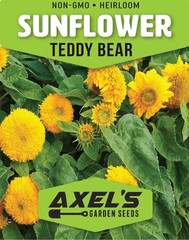 Dwarf Teddy Bear Sunflower Seeds Heirloom Non-GMO Attracts Pollinators