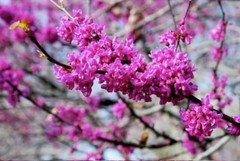 Eastern Redbud/ Cercis Canadensis, 25 seeds 2023 – USA seller