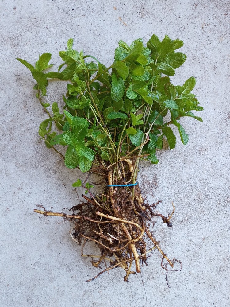 10 Live Plants Peppermint (Mentha Spicata) herb for tea , other, Organic