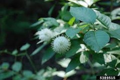 1 Buttonbush Plant 12-24″ Tall Bare Root Shrub Cephalanthus occidentalis