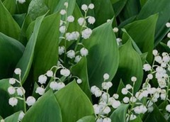 (5) Lily of the Valley (Maybells)*Will not come up until spring 2027*