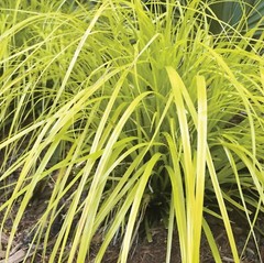 Evercolor ‚Everillo‘ Japanese Sedge Carex Shade Grass Hosta Companion