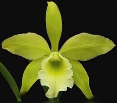Rlc Everything Nice ‘Showtime’ Green White Fragrant Mericlone Orchid 2.5” Pot