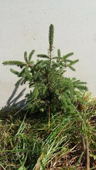 Lot of 10 Fast Growing NORWAY SPRUCE TREE 11″-17″ 4 year Transplant Wind Privacy