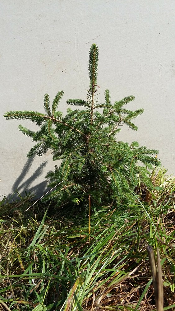 Ten (10) Fast Growing NORWAY SPRUCE 37″-48″ Fresh dug 6 year Trees Wind Privacy