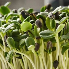 50pcs ‘Violet Majesty’ Purple Sunflower Seeds – Rare Heirloom Variety for Garden