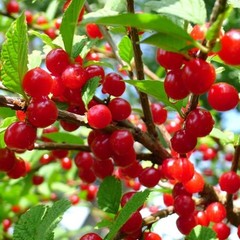 1 DORMANT Nanking bush red cherry, rooted plant. Zones 2-7 Prunus tomentosa