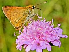 PRETTY PINK KNAUTIA, 100 SEEDS, PINCUSHION FLOWERS, HARDY, *VERY EZ TO GROW*