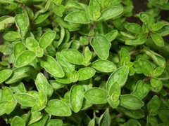 2,000 Seeds GREEK TRUE OREGANO Medicinal Perennial Herb Origanum Hirtum Non-GMO