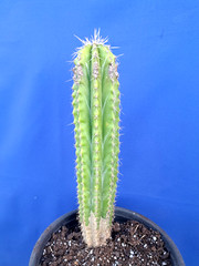 Stenocereus Aragonii Plant Cactus 16H Large Collectors