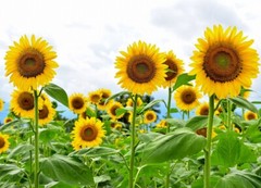 Giant Sunflower Seeds for Planting – Heirloom & Non-GMO – High Germination Seeds