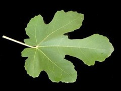 Fig Tree – ‚Brown Turkey‘ – Fruiting Fig Tree – Ficus Carica