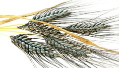 100+ Einkorn Wheat Seeds – Heirloom – Organic – Non Gmo —– THE NEW OLD WHEAT