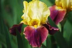 1 Tall Bearded Iris Rhizome/Bulb~BLATANT~Reblooming~YELLOW & BURGUNDY Flowers