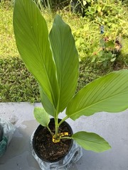 3X Live Yellow Turmeric Plant Curcuma longa-1-3”-free shipping