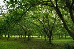 5 Dunstan Chestnut Tree 12-24″ Tall Hybrid Tree Bare Root