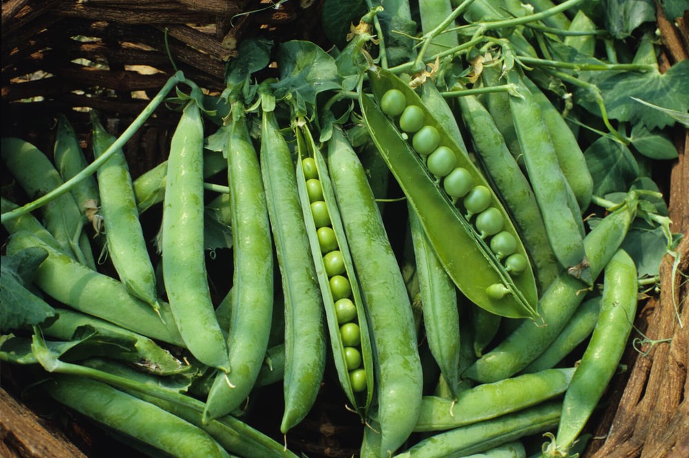 Green Arrow Garden Pea Seeds, High Yielding, NON-GMO, Heirloom, FREE SHIP