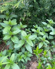 ‚Chocolate Mint‘ ( Mentha x piperita) / 6 Field Grown Rooted Peppermint Stems
