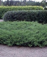 Juniper Nicks Compacta – Live Plants – Juniperus Chinensis – Hardy Evergreen