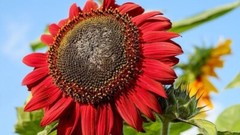 50+ RED SUN RARE SUNFLOWER SEEDS – BEAUTIFUL – NON GMO – HEIRLOOM — FRESH