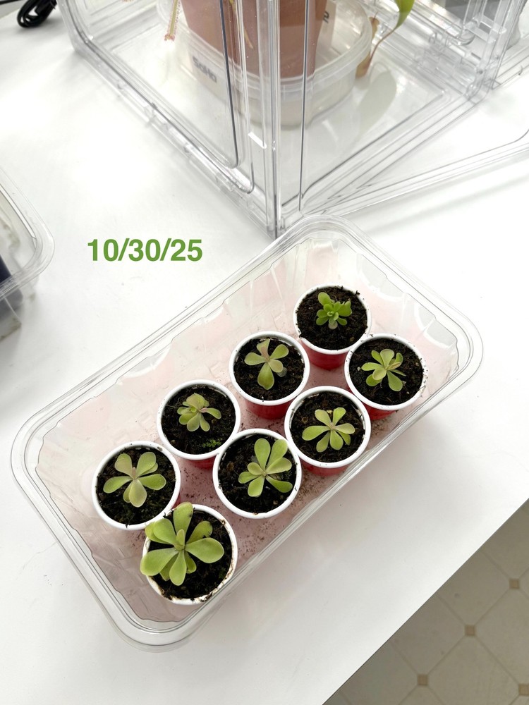 Carnivorous Pinguicula Butterwort – Your Natural Pest Control Hero! Easy to grow