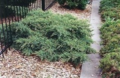 Juniper Nicks Compacta – Live Plants – Juniperus Chinensis – Hardy Evergreen
