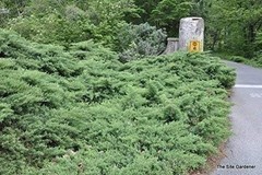 Juniper Nicks Compacta – Live Plants – Juniperus Chinensis – Hardy Evergreen