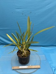 Encyclia alata Fragrant Brown Gold White Yellow Orchid Species 2 Spikes 6” Pot