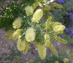 WOW RARE Prosopis Pubescens Strombocarpa Od Screwbean Mesquite edible pods Plant
