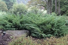 Juniper Nicks Compacta – Live Plants – Juniperus Chinensis – Hardy Evergreen