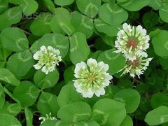 10 LBS WHITE DUTCH CLOVER SEED FOR LAWNS & GROUND COVER 800,OOO SEEDS PER LB