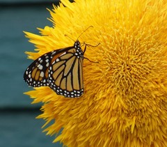Dwarf Teddy Bear Sunflower Seeds Heirloom Non-GMO Attracts Pollinators