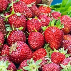 Albion Strawberry – Day Neutral Strawberry Plants (10 Bare-Root plants)