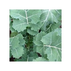 2,000 Premier Kale Seeds, Early Hanover Non-GMO Heirloom Free Shipping