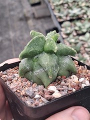 Astrophytum myriostigma kikko rare US seller