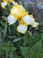 Tall bearded iris~bicolor Yellow/White~vigorous & stunning!~1 Healthy Rhizome