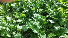 20LBS DEER GREENS PURPLE TOP TURNIP DAIKON RADISH RAPE SEED DEER FOOD PLOT SEED