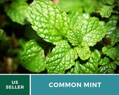 Mint, Common – Heirloom Seeds – Medicinal & Culinary Herb – GMO Free (Mentha spp