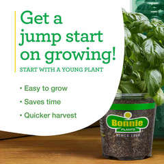 19 Oz. Sweet Mint Herb Plant (2-Pack)