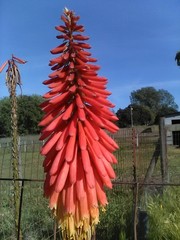 4 RED HOT POKER PLANTS, PORCH LILIES