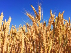 Hard Red Winter Wheat Seeds NON-GMO for planting sprouting fodder storage 5 Lbs