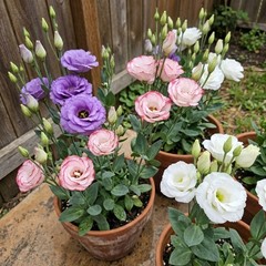 800PCS Lisianthus Seeds,Vibrant Garden Flowers for Outdoor Indoor Planting
