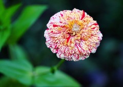 Peppermint Candy Stripe Zinnia | FRESH Seeds | Large Double Blooms | USA Seller