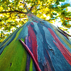 100 Rainbow Eucalyptus Tree Seeds | Fast-Growing Colorful Bark | Rare Perennial