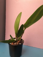 (782-1) Rlc.Chunyeah ‚No 10″ MS