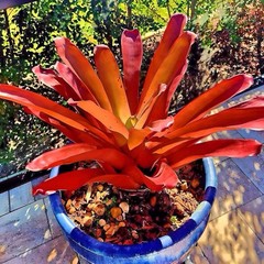 BUY 4 SAVE 15% BROMELIAD xPortemea REDARTY Offset – Sun Loving Bigeneric