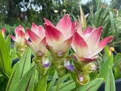 SOLAR Curcuma Comosa – US Seller