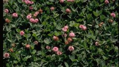 Clover STRAWBERRY Perennial Groundcover Pollinator Bees Love! Non-GMO 1000 SEEDS
