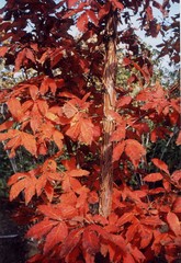 20 THREE FLOWER MAPLE SEEDS – Acer trifolium