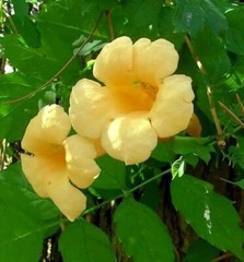 Yellow Trumpet Creeper Vine 20 Seeds Campsis radicans ‚Flava‘ Hummingbird Magnet